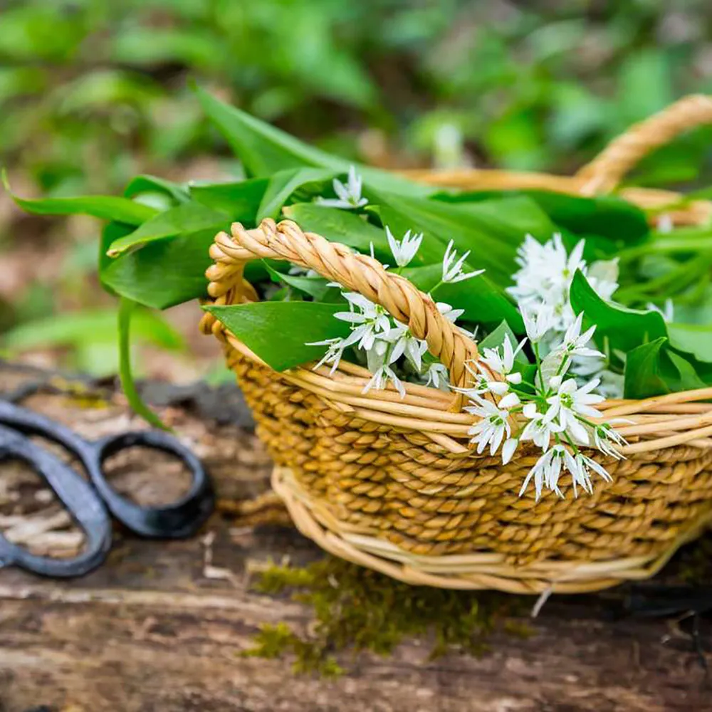 Piante Officinali in Cucina